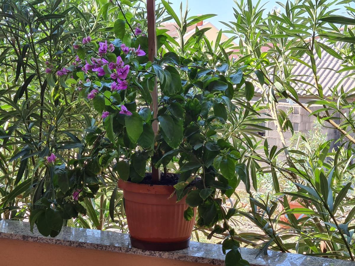 Apartments Barbati Kustići Kültér fotó